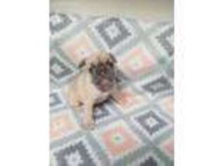 French Bulldog Puppy for sale in Lacombe, LA, USA
