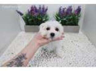 Maltese Puppy for sale in Las Vegas, NV, USA