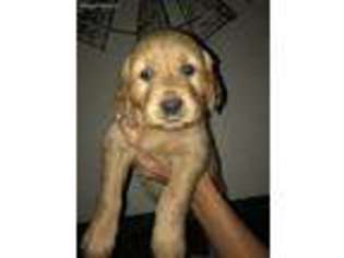 Golden Retriever Puppy for sale in Riverdale, CA, USA