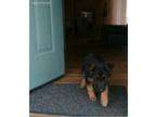German Shepherd Dog Puppy for sale in Penhook, VA, USA
