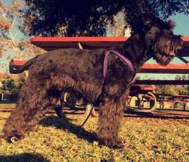 Mutt Puppy for sale in Santee, CA, USA