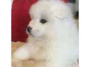 Samoyed Puppy for sale in El Dorado Springs, MO, USA
