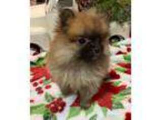 Pomeranian Puppy for sale in Glenwood, AR, USA
