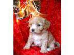 Cavapoo Puppy for sale in Taylor, AR, USA