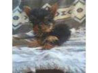 Yorkshire Terrier Puppy for sale in Mc Connells, SC, USA