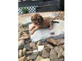 Cavapoo Puppy for sale in Pembroke, KY, USA