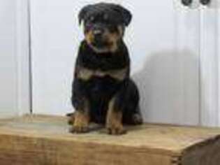 Rottweiler Puppy for sale in Lititz, PA, USA