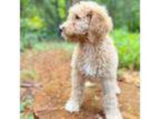 Goldendoodle Puppy for sale in Pollock Pines, CA, USA