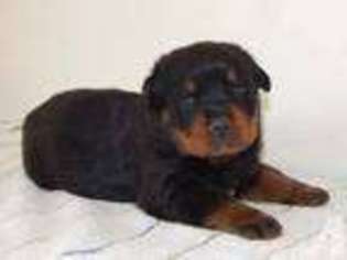 Rottweiler Puppy for sale in SPENCER, MA, USA