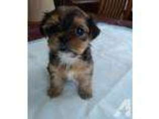 Mutt Puppy for sale in BERRIEN SPRINGS, MI, USA