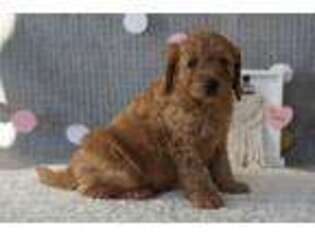 Goldendoodle Puppy for sale in Middlebury, IN, USA