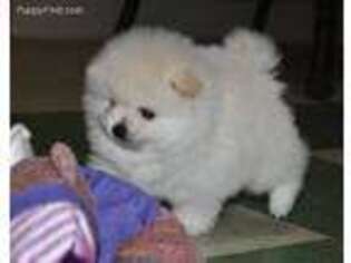Pomeranian Puppy for sale in Sylvania, GA, USA