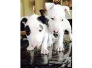 Bull Terrier Puppy for sale in LOS BANOS, CA, USA