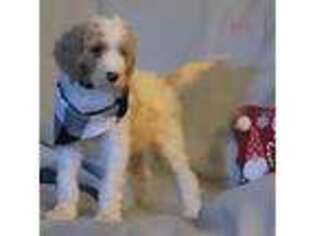 Labradoodle Puppy for sale in Mansfield, MA, USA