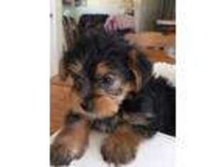 Yorkshire Terrier Puppy for sale in Parkesburg, PA, USA