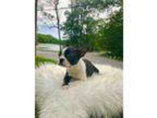 Boston Terrier Puppy for sale in Cranston, RI, USA