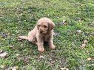 Labradoodle Puppy for sale in Chiefland, FL, USA