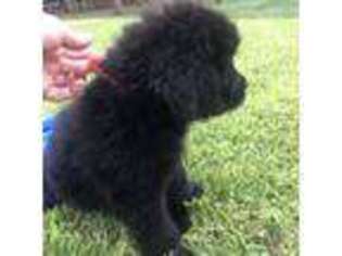 Newfoundland Puppy for sale in Streetman, TX, USA