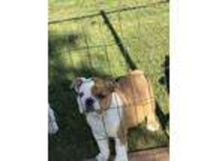 Bulldog Puppy for sale in Tioga, TX, USA