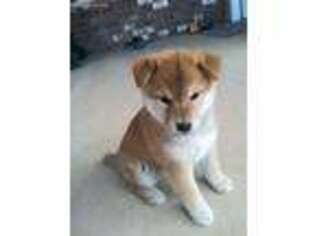 Shiba Inu Puppy for sale in Clovis, NM, USA