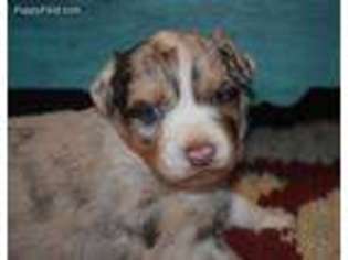 Miniature Australian Shepherd Puppy for sale in Whitesboro, OK, USA