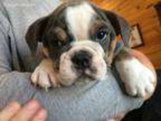 Bulldog Puppy for sale in Minerva, OH, USA