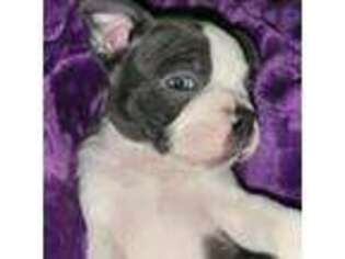 Mutt Puppy for sale in Naches, WA, USA