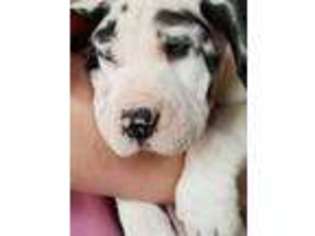 Great Dane Puppy for sale in Crandall, GA, USA
