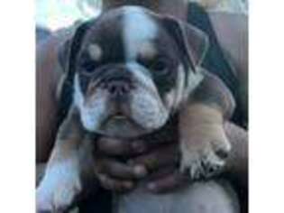 Bulldog Puppy for sale in Belen, NM, USA