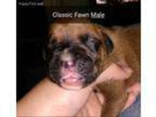 Boxer Puppy for sale in Oologah, OK, USA