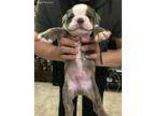 Bulldog Puppy for sale in Walnut, CA, USA