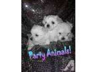 Maltese Puppy for sale in MONTCLAIR, CA, USA