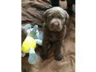 Labrador Retriever Puppy for sale in Hardwick, MA, USA