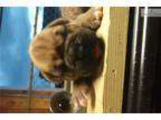Boxer Puppy for sale in Harrisonburg, VA, USA