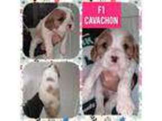 Cavachon Puppy for sale in Mc Louth, KS, USA