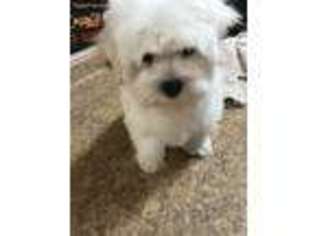 Maltese Puppy for sale in Avery, TX, USA