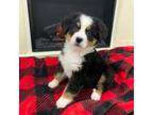 Bernese Mountain Dog Puppy for sale in Hurlock, MD, USA