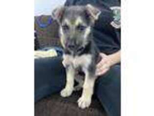 German Shepherd Dog Puppy for sale in Lynbrook, NY, USA