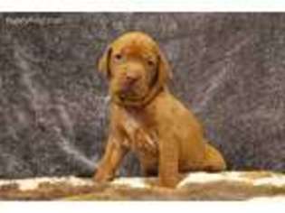 Vizsla Puppy for sale in Olympia, WA, USA