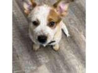Australian Cattle Dog Puppy for sale in Mantua, OH, USA