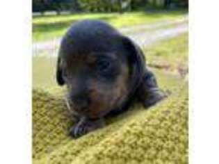 Dachshund Puppy for sale in Farmville, VA, USA