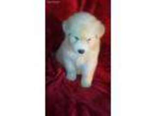 Siberian Husky Puppy for sale in Greenbelt, MD, USA