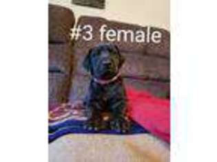Great Dane Puppy for sale in Pottsville, PA, USA