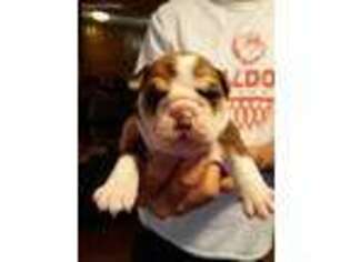 Bulldog Puppy for sale in Callands, VA, USA