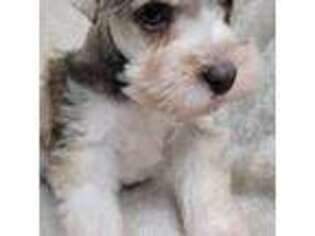 Mutt Puppy for sale in Albany, GA, USA