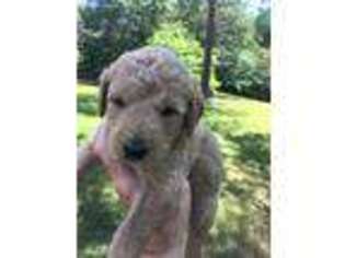Labradoodle Puppy for sale in Hamilton, AL, USA