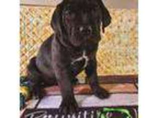 Cane Corso Puppy for sale in Catawba, NC, USA