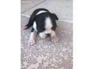 Boston Terrier Puppy for sale in Mesa, AZ, USA