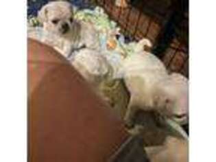 Pug Puppy for sale in Delmar, MD, USA