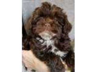 Shih-Poo Puppy for sale in Brookville, PA, USA